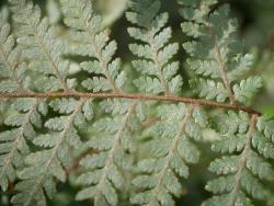 Lastreopsis velutina. Adaxial surface of mature frond showing abundant red-brown hairs.
 Image: L.R. Perrie © Leon Perrie CC BY-NC 3.0 NZ